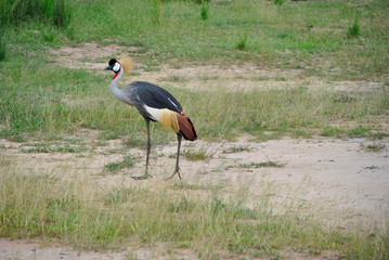 gru simbolo dell' uganda