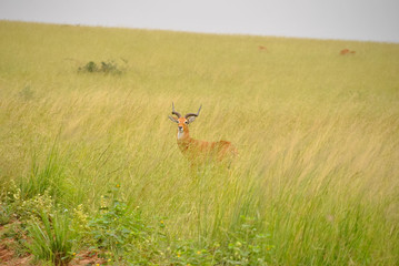 antilope africana