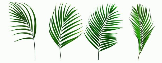 Fototapeta na wymiar set of leaves coconut isolated on white background for design elements, tropical leaf, summer background