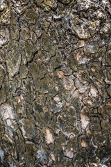 Old tree bark texture background
