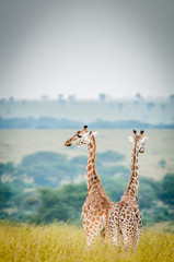 Obraz premium giraffe africane