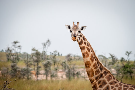giraffe africane