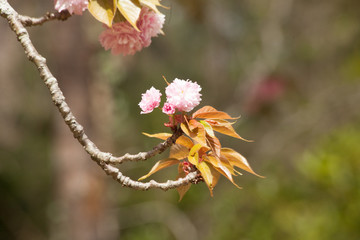 Pink flowers outdoors