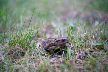 Frog in the grass