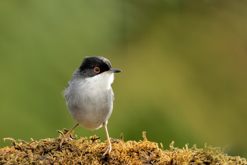  curruca cabecinegra posada en una rama con musgo  (Sylvia melanocephala) Marbella Andalucía España