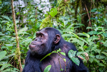 scimpanzé nel parco nazionale kibale uganda