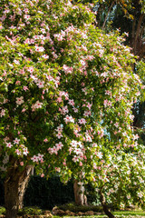 Blooming Hibiscus tree, Taormina, Sicily, Italy