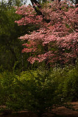 Pink Dogwood Tree