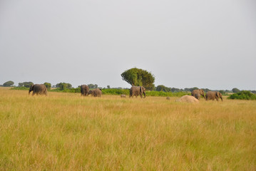 Fototapeta na wymiar elefanti nella safana