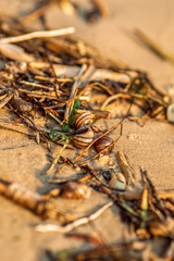 Fototapeta premium river snails in seaweed on the sand