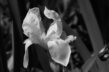 Bearded Iris in Black and White