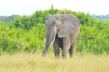 elefante africano