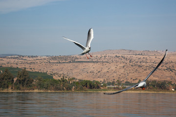 Birds flying over the Sea of Galilee in Israel