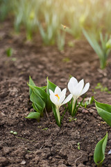 Beautiful spring flowers. Crocus flower, spring. Early spring and first flowers. February or March