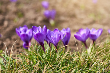 Beautiful spring flowers. Crocus flower, spring. Early spring and first flowers. February or March