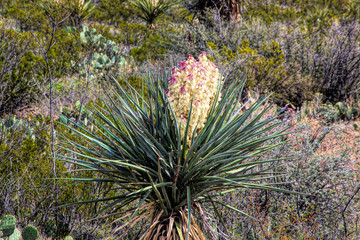 Naklejka na ściany i meble Yucca flowers in the sunshine