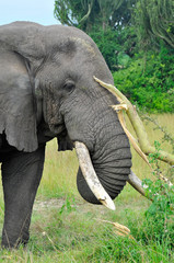Obraz premium elefante africano