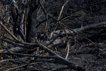 Burned trees, burned forest and grass.