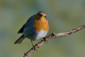 petirrojo de frente posado sobre una rama con fondo verde  (erithacus rubecula) Marbella Andalucía España
