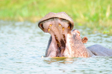 ippopotamo africano