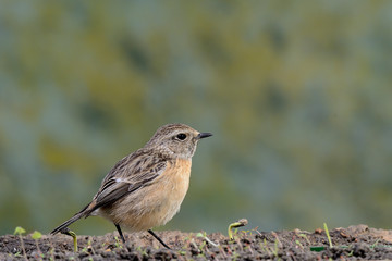   tarabilla hembra posada en una rama con fondo natural en vede  (saxicola rubicola) Marbella Andalucía España 