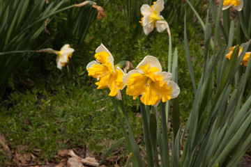 Yellow Daffodil in the sunshine