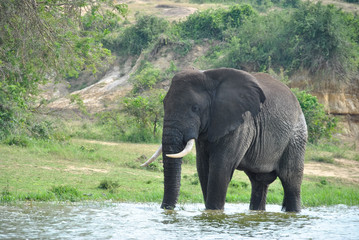 Fototapeta na wymiar elefante africano