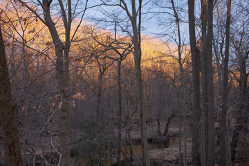Winter sunrise light up the trees along a riverbank
