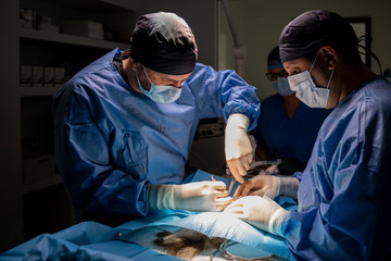 Veterinarian surgeons and nurses in uniform concentrating and operating dog using special equipment in operating room of contemporary hospital