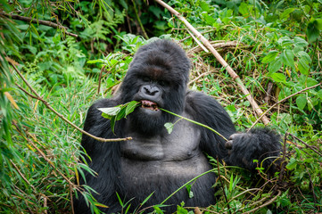 maschio di gorilla di montagna