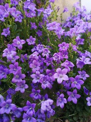 purple flowers in the garden