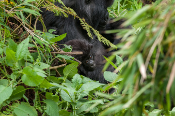 cucciolo di gorilla di montanga