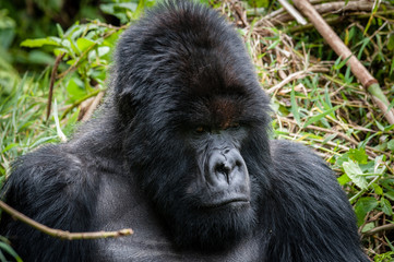 maschio di gorilla di montagna