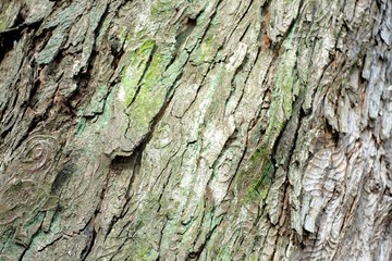 Bark of a tree in grey and green.