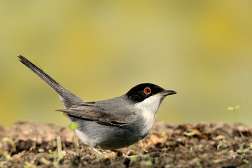 curruca cabecinegra en el suelo del bosque  (Sylvia melanocephala) Marbella Andalucía España