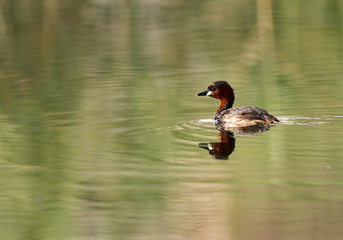 Little grebe in Buhair lake, Bahrain