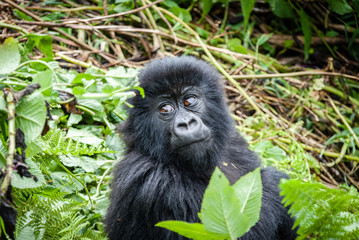 Cuccioli di gorilla di montagna