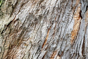 tree bark texture in grey and green.