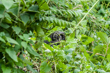 zampa di gorilla di montagna