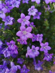 purple flowers in the garden