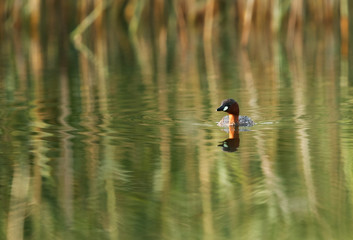 Little grebe against dramatic reflection in Buhair lake, Bahrain