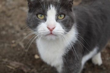 portrait of a big cat on a walk in spring