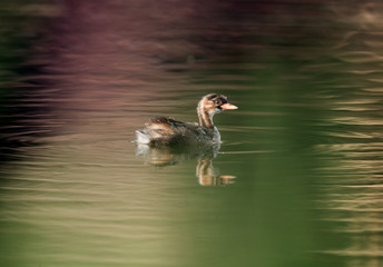 Little grebe chick swimming in Buhair lake with dramatic reflection on water, Bahrain