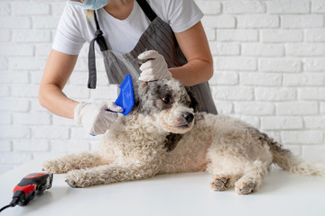 Blond woman in a mask and gloves grooming a dog at home