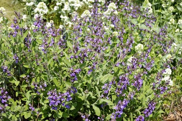 Obraz premium Fleurs violettes du mois d'avril