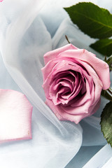 Fresh pink rose in blue organza