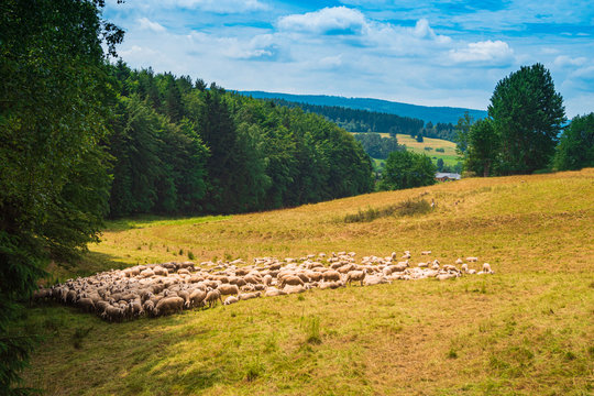 Schaafherde auf einer Wiese im Th&uuml;ringer Wald