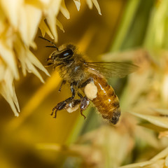 Honey Bee with Sunshine on her Hair