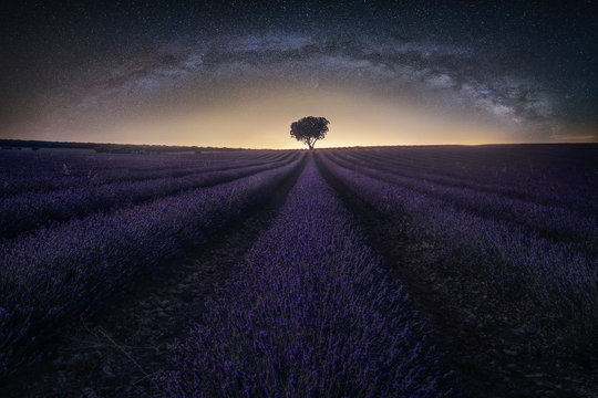View of lavender field with tree at dusk