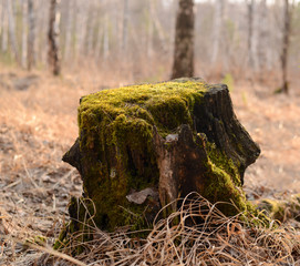 wildlife in spring, grass, forest, foliage, texture, background